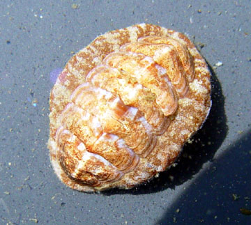 chiton