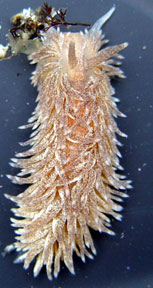 nudibranch