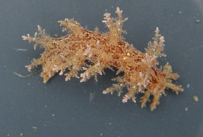 nudibranch 2