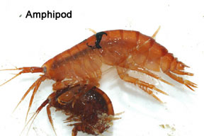 amphipod