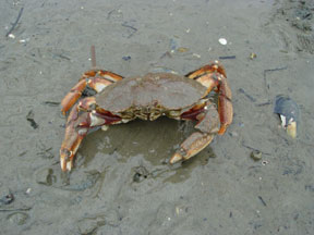 rock crab