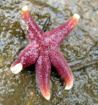 blood star