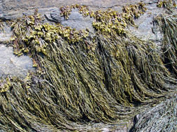 brown algae