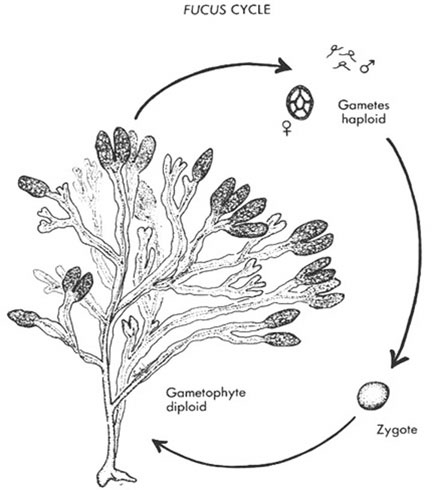 reproductive cycle