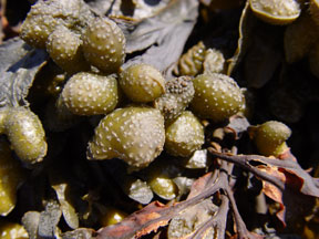 Fucus spiralis