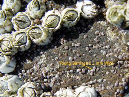 barnacle larvae