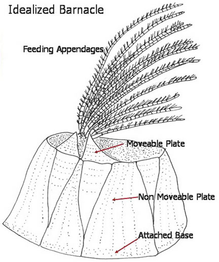 internal anatomy