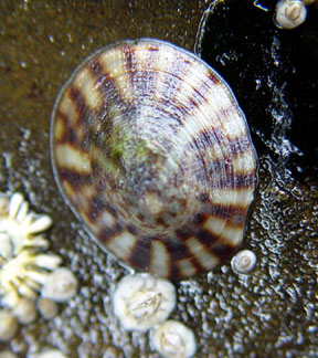 limpet dorsal