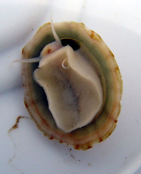 limpet ventral