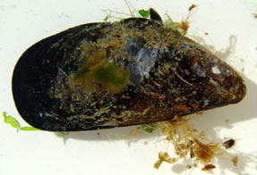 mussel