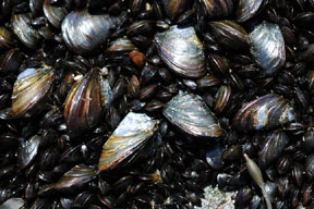 mussel group