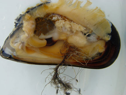 mussel internal