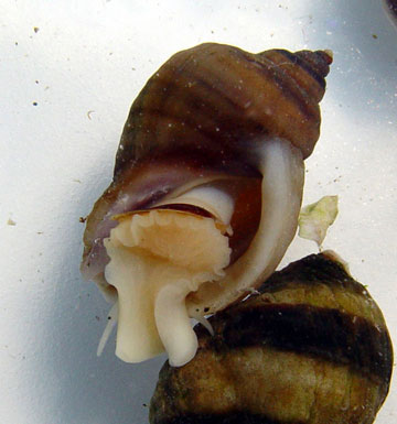 nucella emerging