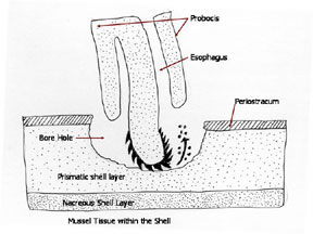 radula