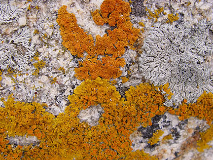 xanthoria