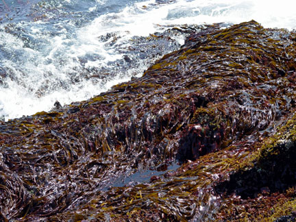 kelp zone