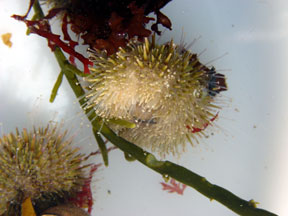 urchin 1