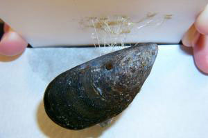 mussel adhesion