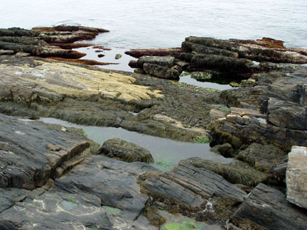 lower tide pool