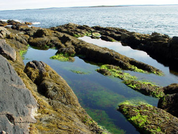 mid tide pool