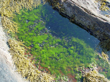 mid tide pool