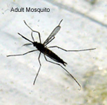 adult