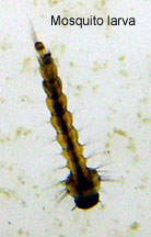 larva