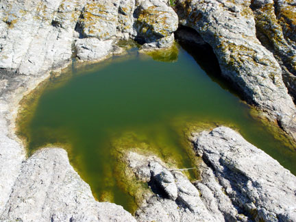 green algae